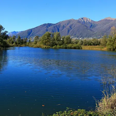 Daire Dragonfly Quartino