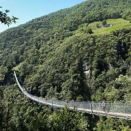 Dragonfly Daire Quartino